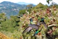 Male Talamanca hummingbirds and Fiery-throated hummingbird