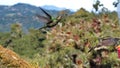 Male Talamanca hummingbirds in flight