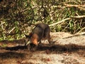 Male Tammar Wallaby Pursuing Female Royalty Free Stock Photo