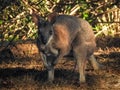 Male Tammar Wallaby Royalty Free Stock Photo