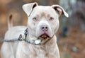 Male tan rednose American Pitbull Terrier dog outside on leash Royalty Free Stock Photo