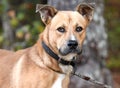 Male tan Shepherd and Pitbull mix dog with collar and leash Royalty Free Stock Photo
