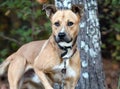 Male tan Shepherd and Pitbull mix dog with collar and leash Royalty Free Stock Photo