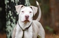 Male tan and white American Bulldog Pitbull Terrier dog outside on leash. Dog rescue pet adoption photography for humane society