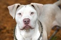 Male tan and white American Bulldog Pitbull Terrier dog outside on leash. Dog rescue pet adoption photography for humane society