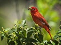 Male tanager