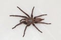 Male tarantula of the genus Chilobrachys. Visakhapatnam Royalty Free Stock Photo