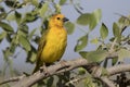 Male Taveta weaver sitting in a bush on a branch on a hot afternoon in a dry season