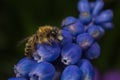 Male Tawny Mining-bee