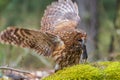 male tawny owl (Strix aluco) with a hunted mouse Royalty Free Stock Photo