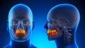 Male Teeth Dental Anatomy - blue concept