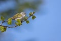 Male Tennessee warbler in poplar tree