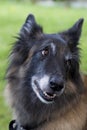 Male Tervuren begging for a treat