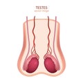 Male Testes Image