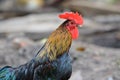 Male Thai native rooster