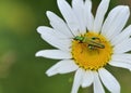 Male Thick-legged Flower Beetle on Oxeye Daisy