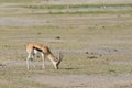 Male Thompson`s Gazelle Royalty Free Stock Photo