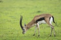 Male Thompson`s gazelle grazing in green grass of Ngorongoro Crater in Tanzania