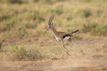 Male Thompson's Gazelle running in Amboseli National Park, Kenya