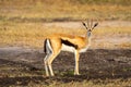 Male Thomson gazelle stands looking at camera