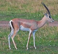 Male Thomson's Gazelle Royalty Free Stock Photo