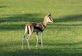 Male Thomson's gazelle (Eudorcas thomsonii)