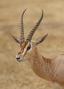Male Thomson`s gazelle Eudorcas thomsonii portrait Royalty Free Stock Photo