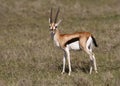 Male Thomson`s gazelle Eudorcas thomsonii