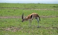 Male Thomson`s Gazelle in Masai Mara