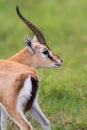 Male Thomson`s gazelle portrait- Ngorngoro crater