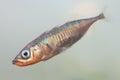 The male of three-spined stickleback fish Gasterosteus aculeatus in water Royalty Free Stock Photo