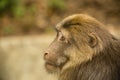 Male Tibetan Macaque Head Profile
