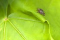 Male Tick Meadow Dermacentor reticulatus