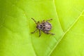 Male Tick Meadow Dermacentor reticulatus