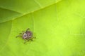 Male Tick Meadow Dermacentor reticulatus