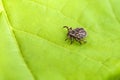 Male Tick Meadow Dermacentor reticulatus