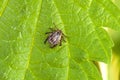 Male Tick Meadow Dermacentor reticulatus