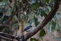 Tickell Ã¢â¬Ës Blue Flycatcher