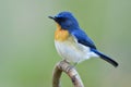 male Tickell`s or Indochinese blue flycatcher Cyornis tickelliae in fuffly feathers on cold day