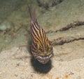 Male tiger cardinalfish on a tropical reef Royalty Free Stock Photo