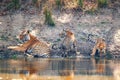 Male tiger with cubs resting in Kanha National Park in India