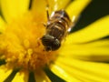 Male tiger fly Royalty Free Stock Photo