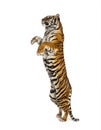 Male tiger on hind legs, big cat, isolated Royalty Free Stock Photo