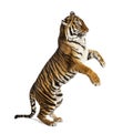 Male tiger on hind legs, big cat, isolated on white Royalty Free Stock Photo