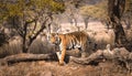 Male tiger in India after rainy season