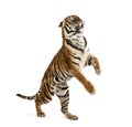 Male tiger jumping, big cat, isolated on white Royalty Free Stock Photo