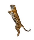 Male tiger jumping, big cat, isolated Royalty Free Stock Photo