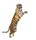 Male tiger jumping, big cat, isolated