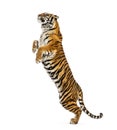 Male tiger jumping, big cat, isolated