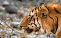 Male tiger matkasur close up shot at Tadoba National Park